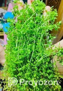 মিকরা একুরিয়াম এর জীবিত গাছ