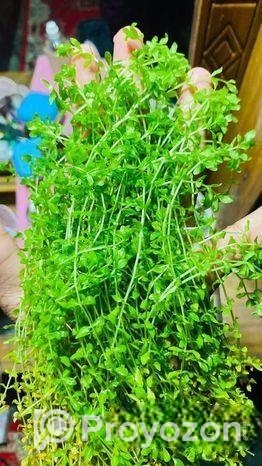 মিকরা একুরিয়াম এর জীবিত গাছ