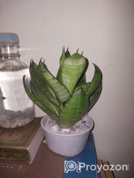 Snake Plant