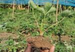 Strawberry plant স্ট্রবেরী চারা