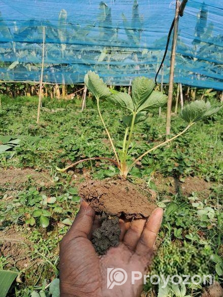 Strawberry plant স্ট্রবেরী চারা
