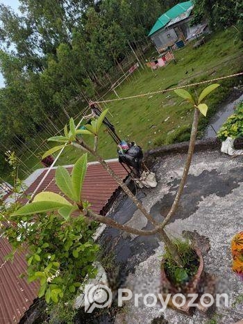 কাঠ গোলাপ