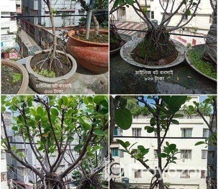 Bonsai Tree For Sale