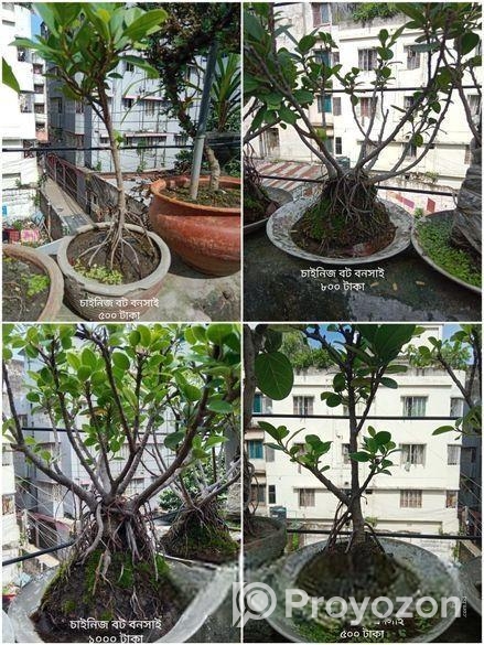 Bonsai Tree For Sale