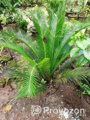 সাইকাস গাছ