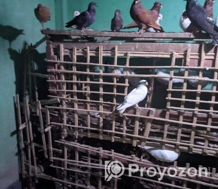 ৩০ জোড়ার মত রানিং কবুতর বিক্রি করা হবে,