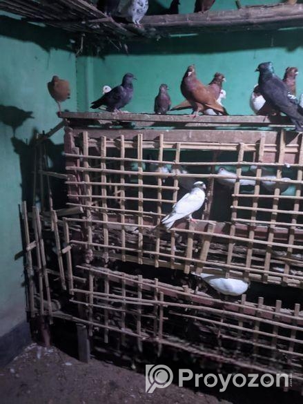 ৩০ জোড়ার মত রানিং কবুতর বিক্রি করা হবে,