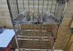 Kitchen Cabinet