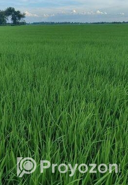 ৬৭ কাঠা/ ৩ বিঘা ৭ কাঠা ফসলি জমি