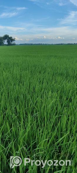 ৬৭ কাঠা/ ৩ বিঘা ৭ কাঠা ফসলি জমি