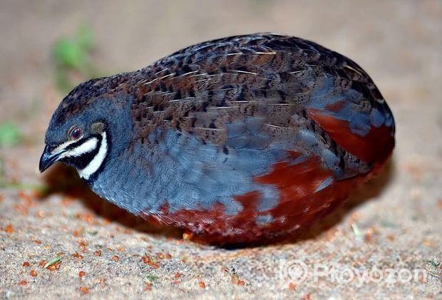 কিং কোয়েল ও জাপানি কোয়েলের বাচ্চা