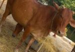 আমেরিকান শাহিওয়াল গরু বিক্রি হবে