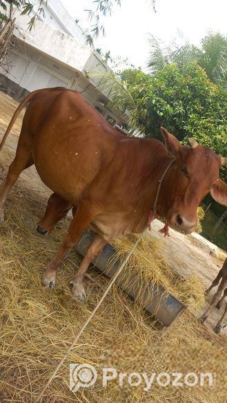 আমেরিকান শাহিওয়াল গরু বিক্রি হবে