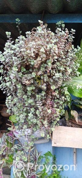 বিভিন্ন ধরনের বাহারি গাছ আছে