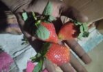 Strawberry plant স্ট্রবেরী চারা