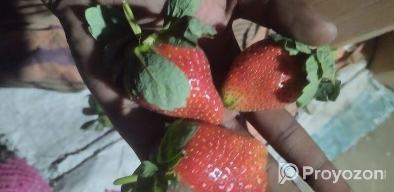 Strawberry plant স্ট্রবেরী চারা
