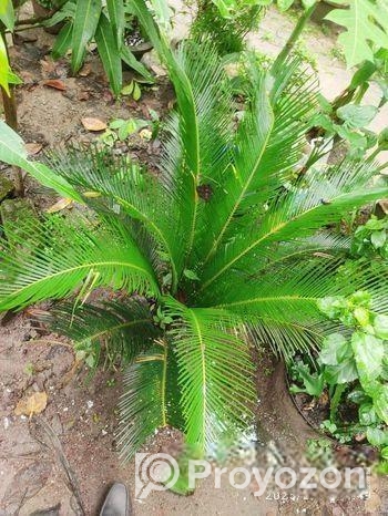 সাইকাস গাছ