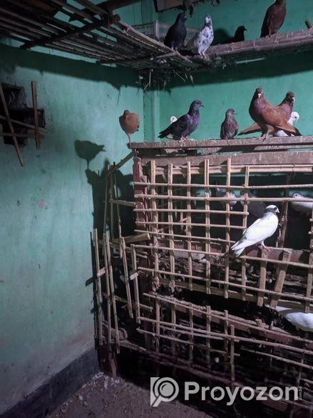 ৩০ জোড়ার মত রানিং কবুতর বিক্রি করা হবে,