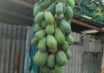 পেঁপে