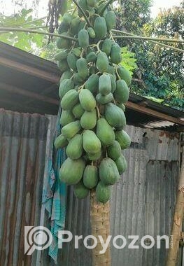 পেঁপে