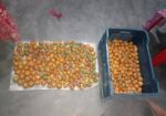 ১ কুড়ি দেশি গাছ পাকা সুপারি