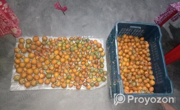 ১ কুড়ি দেশি গাছ পাকা সুপারি