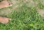 ৬৭ কাঠা/ ৩ বিঘা ৭ কাঠা ফসলি জমি