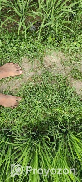 ৬৭ কাঠা/ ৩ বিঘা ৭ কাঠা ফসলি জমি