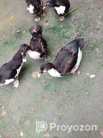 চিনা হাঁস