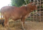 আমেরিকান শাহিওয়াল গরু বিক্রি হবে