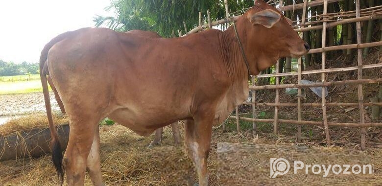 আমেরিকান শাহিওয়াল গরু বিক্রি হবে