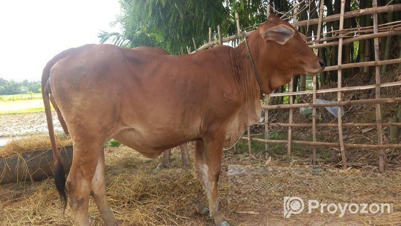 আমেরিকান শাহিওয়াল গরু বিক্রি হবে