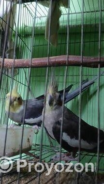 কোকাটেল পাখি