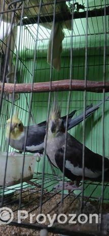 কোকাটেল পাখি