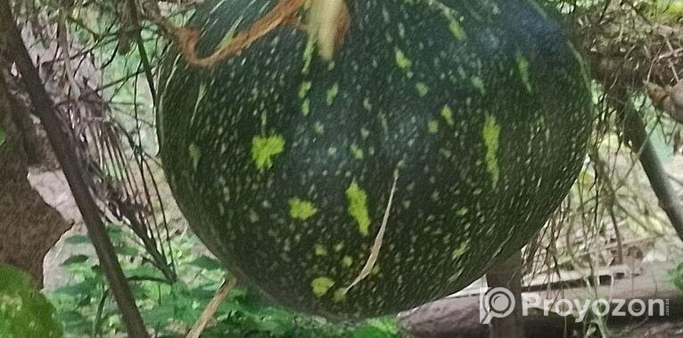 Kabocha for sell