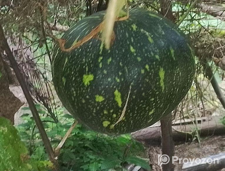Kabocha for sell