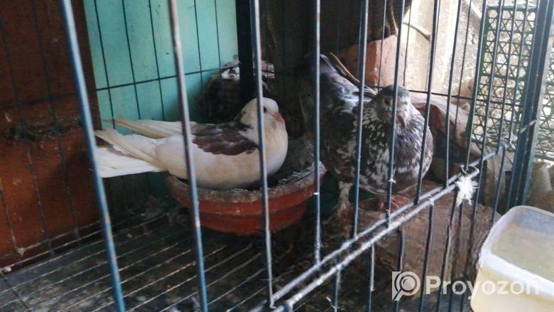 Kobutor & Khacha Bikri