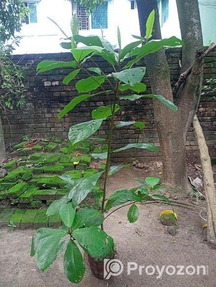 কাঠবাদাম গাছ