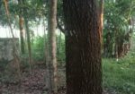 গাছ বিক্রি হবে। একাশি ও বেলজাম।