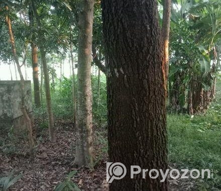 গাছ বিক্রি হবে। একাশি ও বেলজাম।