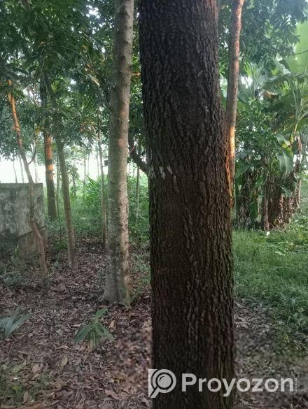 গাছ বিক্রি হবে। একাশি ও বেলজাম।