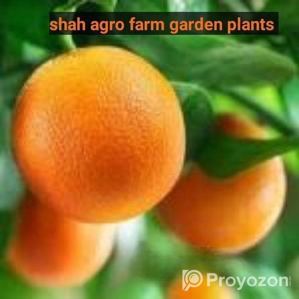 দার্জিলিং কমলা চারা গাছ ১ পিস। শাহ্ এগ্রো ফার্মের