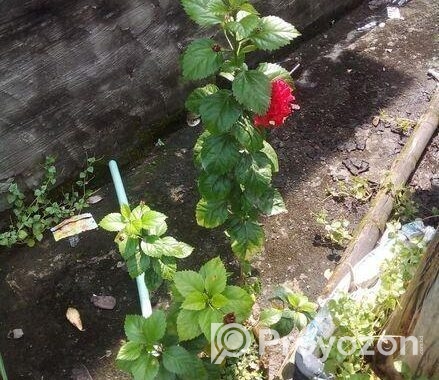 পিসলিলি ও রক্ত জবা
