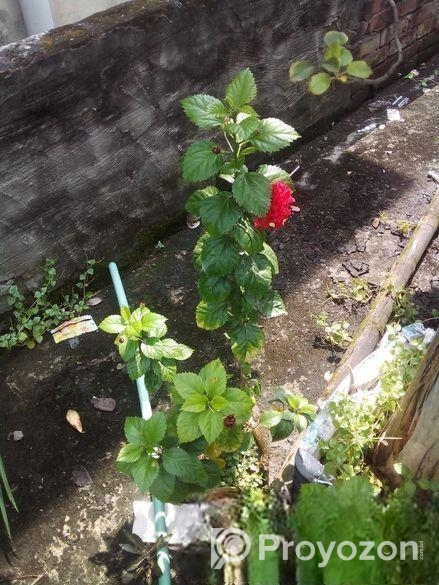 পিসলিলি ও রক্ত জবা