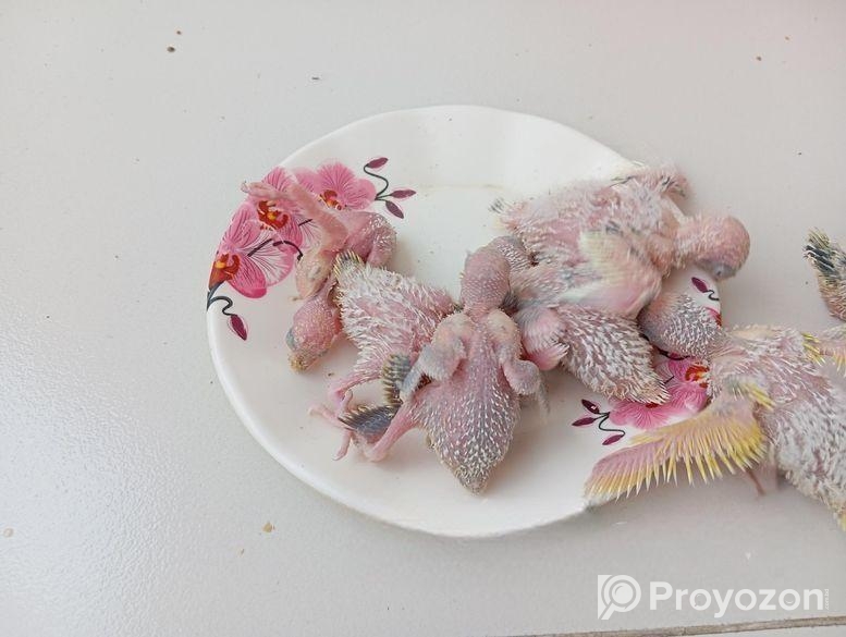 টেম সাইজ বাজরিকা