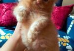 Pure Persian Female Cat
