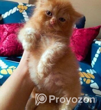 Pure Persian Female Cat