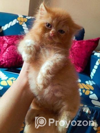 Pure Persian Female Cat