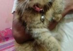 Punch face new adult female