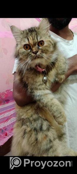 Punch face new adult female